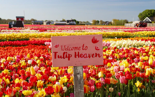From Amsterdam: Keukenhof & Tulip Farm Full-Day Trip with Windmill Cruise