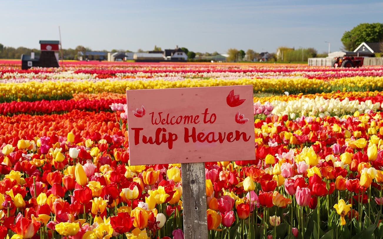 Keukenhof tulip fields with "Welcome to Tulip Heaven" sign, vibrant flowers in Amsterdam.