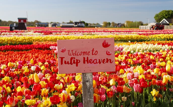 Keukenhof tulip fields with "Welcome to Tulip Heaven" sign, vibrant flowers in Amsterdam.