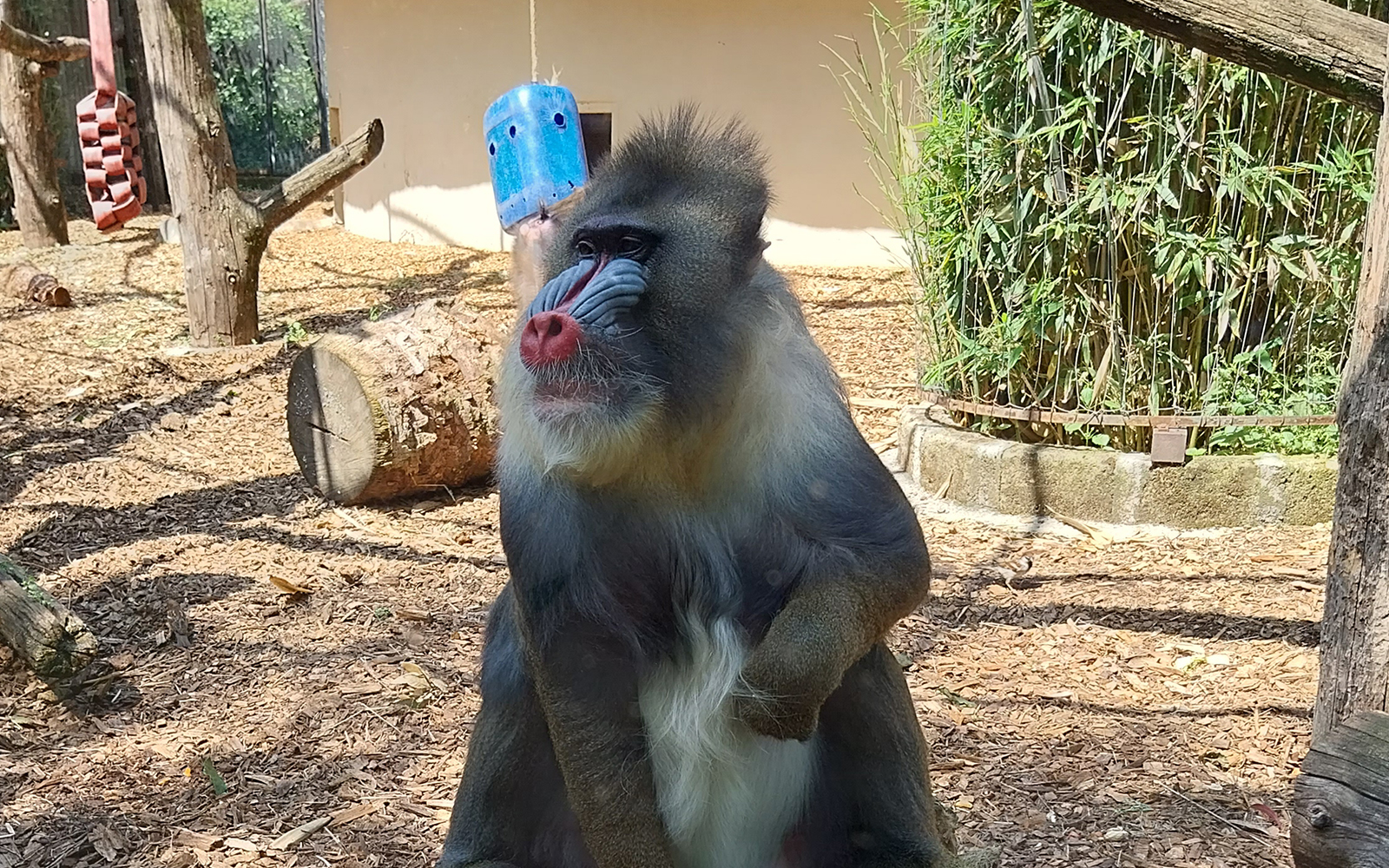 Mandrill sitting in enclosure at Rome Bioparco.