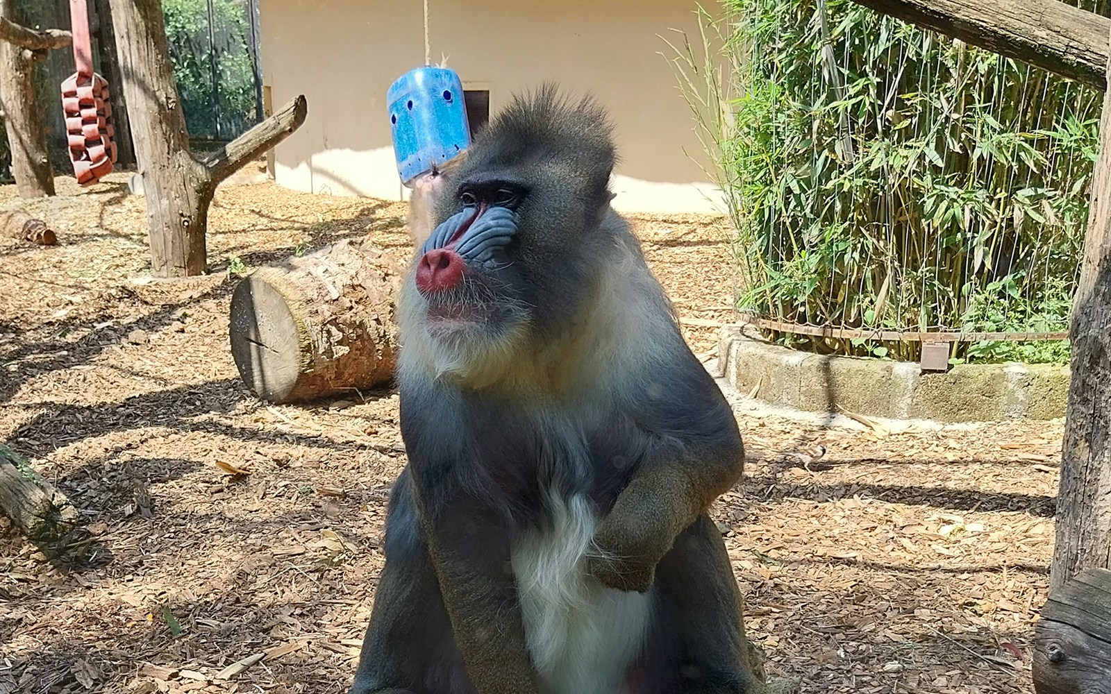 Mandrill sitting in enclosure at Rome Bioparco.
