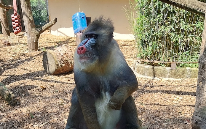 Mandrill sitting in enclosure at Rome Bioparco.