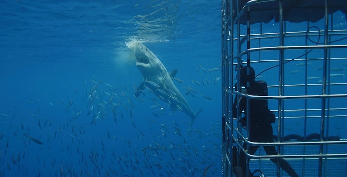 Shark Cage Diving