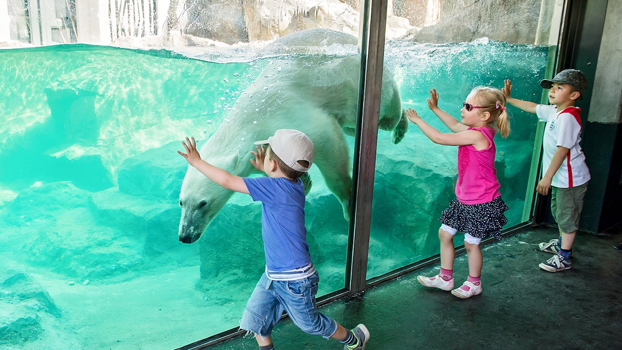 Children watching a polar bear swim at Schönbrunn Zoo enclosure.