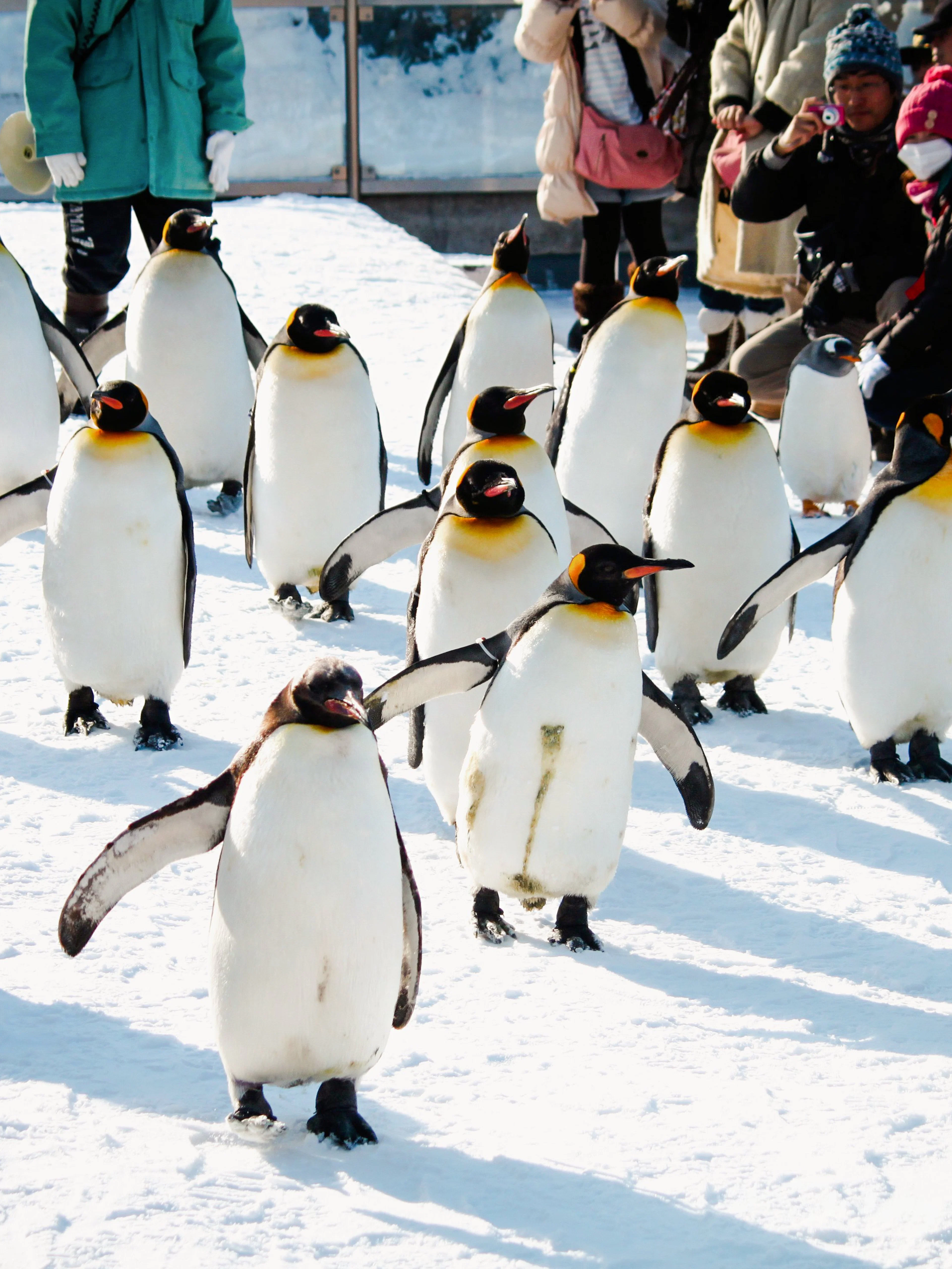 King penguins walking in snow at Asahiyama Zoo, Hokkaido, Japan, with visitors observing.