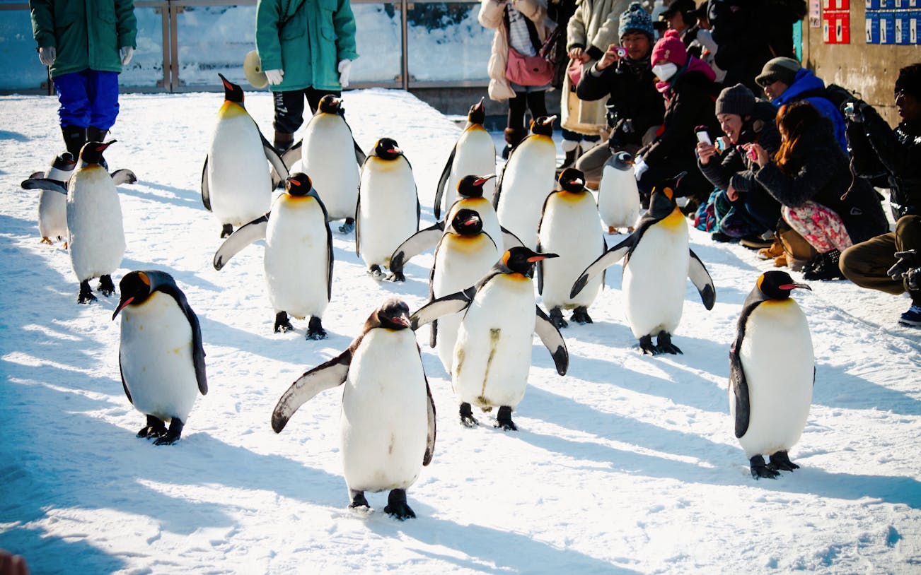 King penguins walking in snow at Asahiyama Zoo, Hokkaido, Japan, with visitors observing.