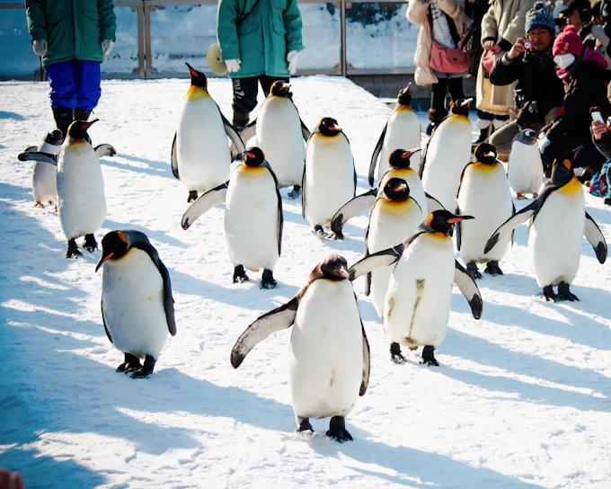 Asahiyama Zoo Tickets