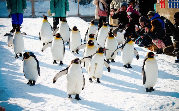 King penguins walking in snow at Asahiyama Zoo, Hokkaido, Japan, with visitors observing.