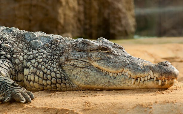 Crocodile resting on sand at Crocodiles of the World, Oxfordshire, UK.