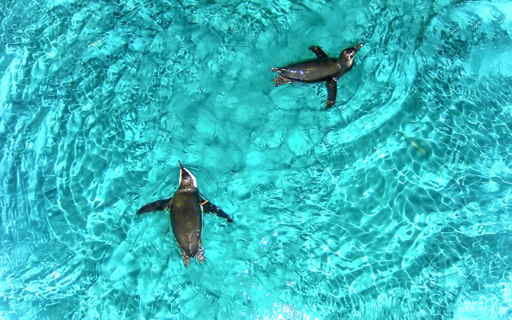 Penguins swimming in clear water at New England Aquarium.