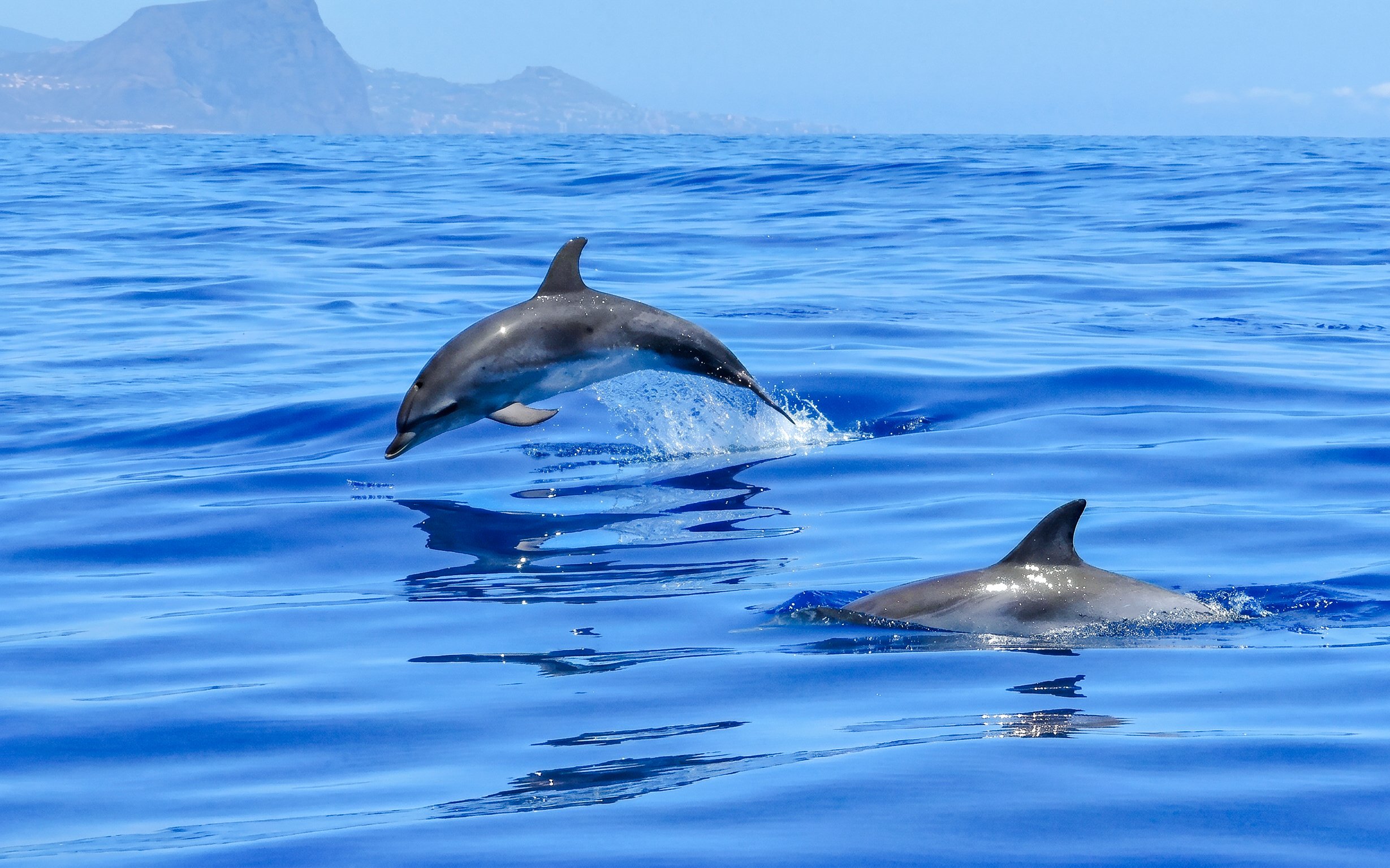Dolphins leaping in the ocean during a whale and dolphin encounter in Mauritius.