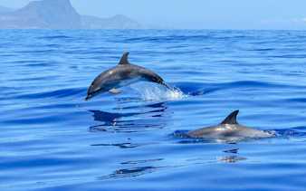 Dolphins leaping in the ocean during a whale and dolphin encounter in Mauritius.
