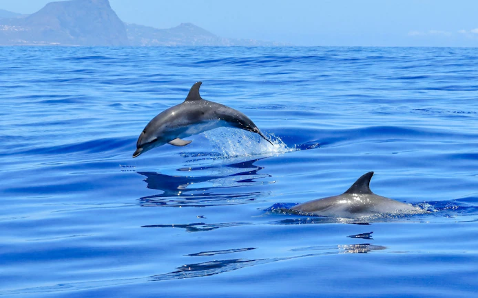 Dolphins leaping in the ocean during a whale and dolphin encounter in Mauritius.