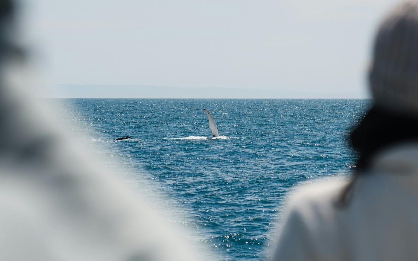 Whale tail emerging from the ocean during Wilsons Prom Whale Adventure Cruise.