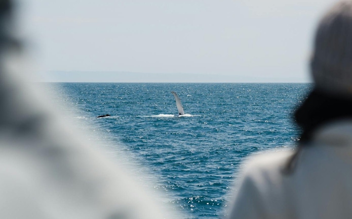 Whale tail emerging from the ocean during Wilsons Prom Whale Adventure Cruise.