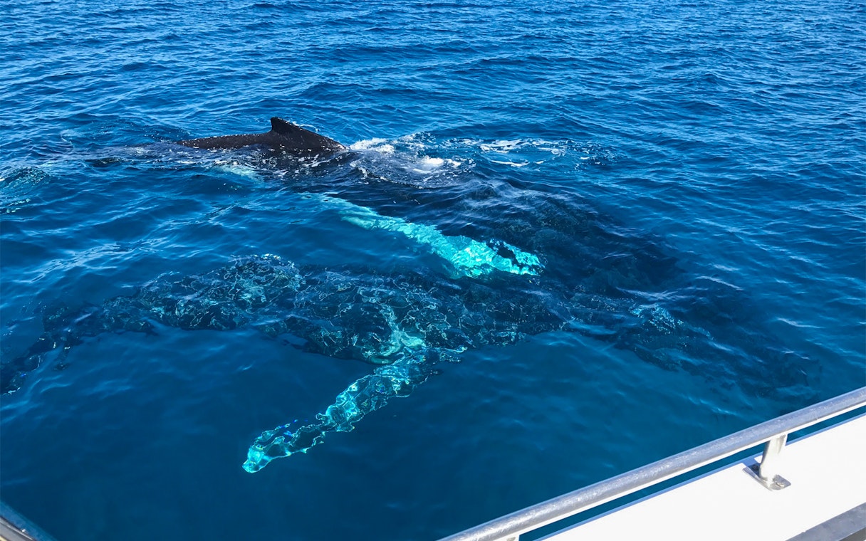 Whale swimming near a boat in Dunsborough waters.
