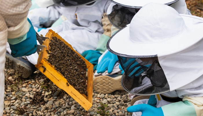 Beekeepers inspecting honeycombs during a guided apiary tour in a lush countryside setting.