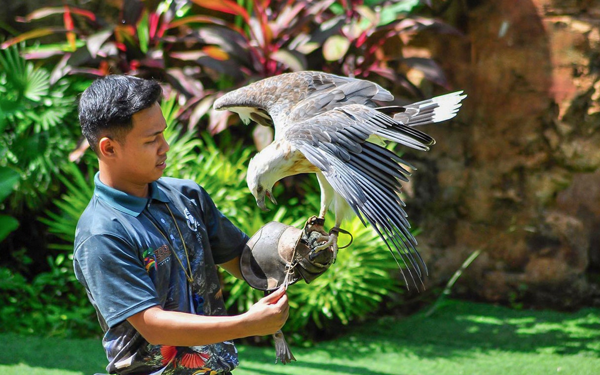 Handler with eagle at Zoo Melaka, part of Combo: Zoo Melaka + Menara Taming Sari Tickets.