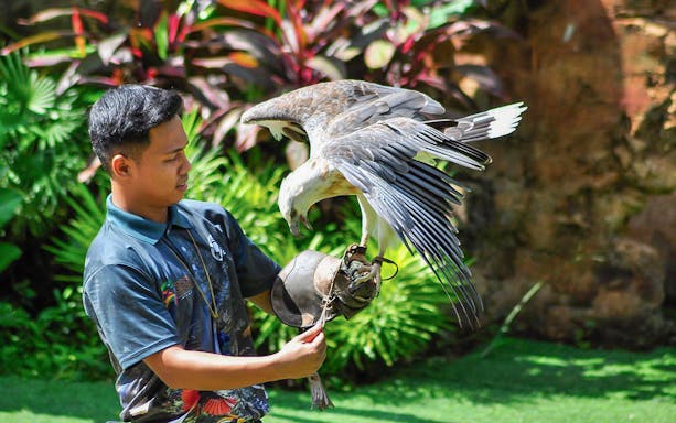 Handler with eagle at Zoo Melaka, part of Combo: Zoo Melaka + Menara Taming Sari Tickets.