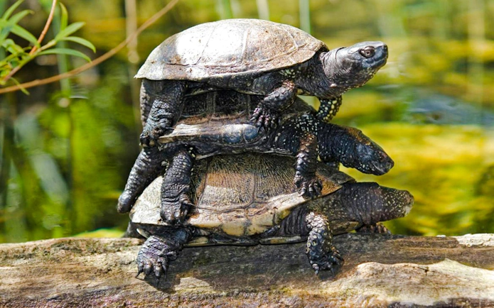 Turtles stacked on a log at Alpenzoo Innsbruck.