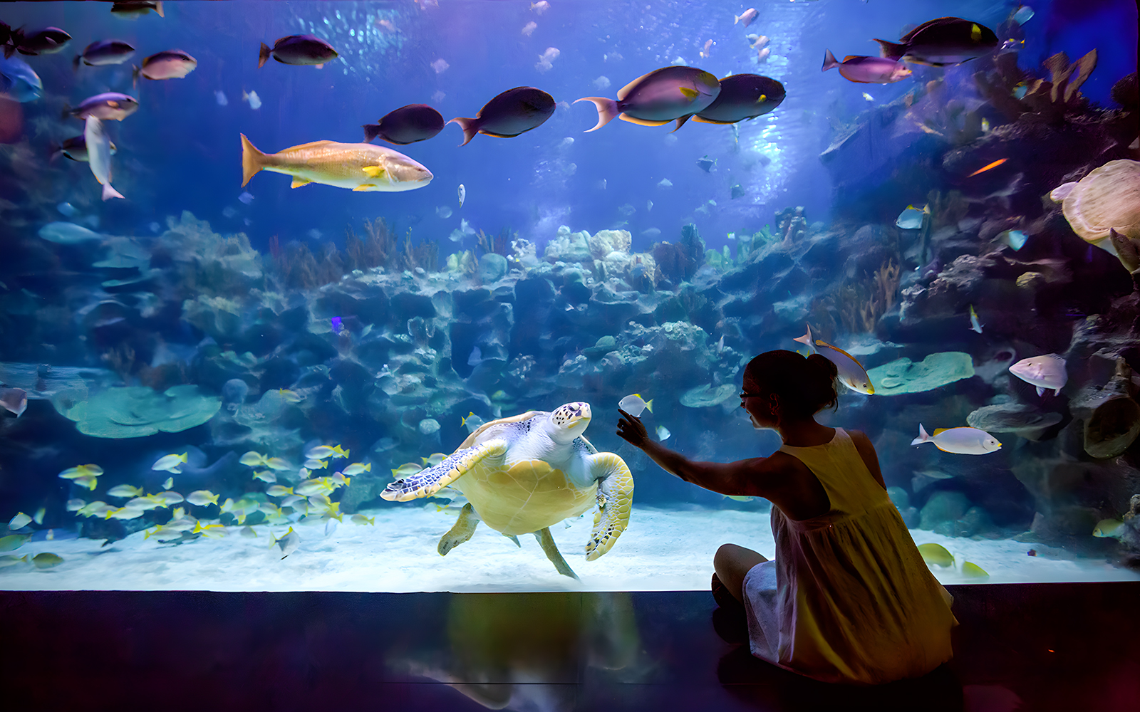 Ingressos para o zoológico e aquário de Madri