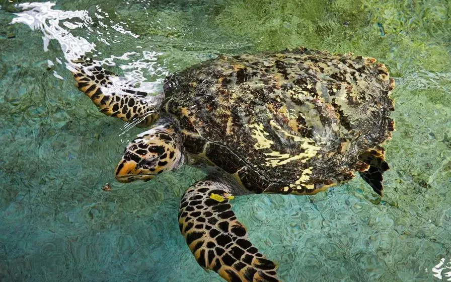 Sea turtle swimming in SEA LIFE Aquarium Busan exhibit.