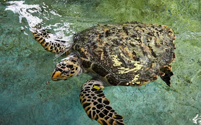 Sea turtle swimming in SEA LIFE Aquarium Busan exhibit.
