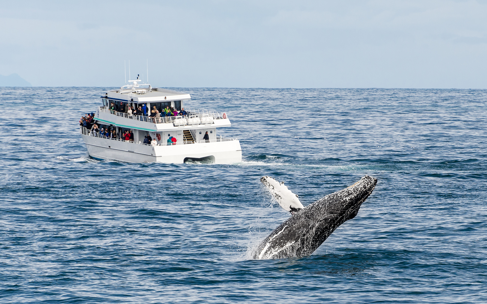 Whale breaching near tour boat during whale watching excursion.
