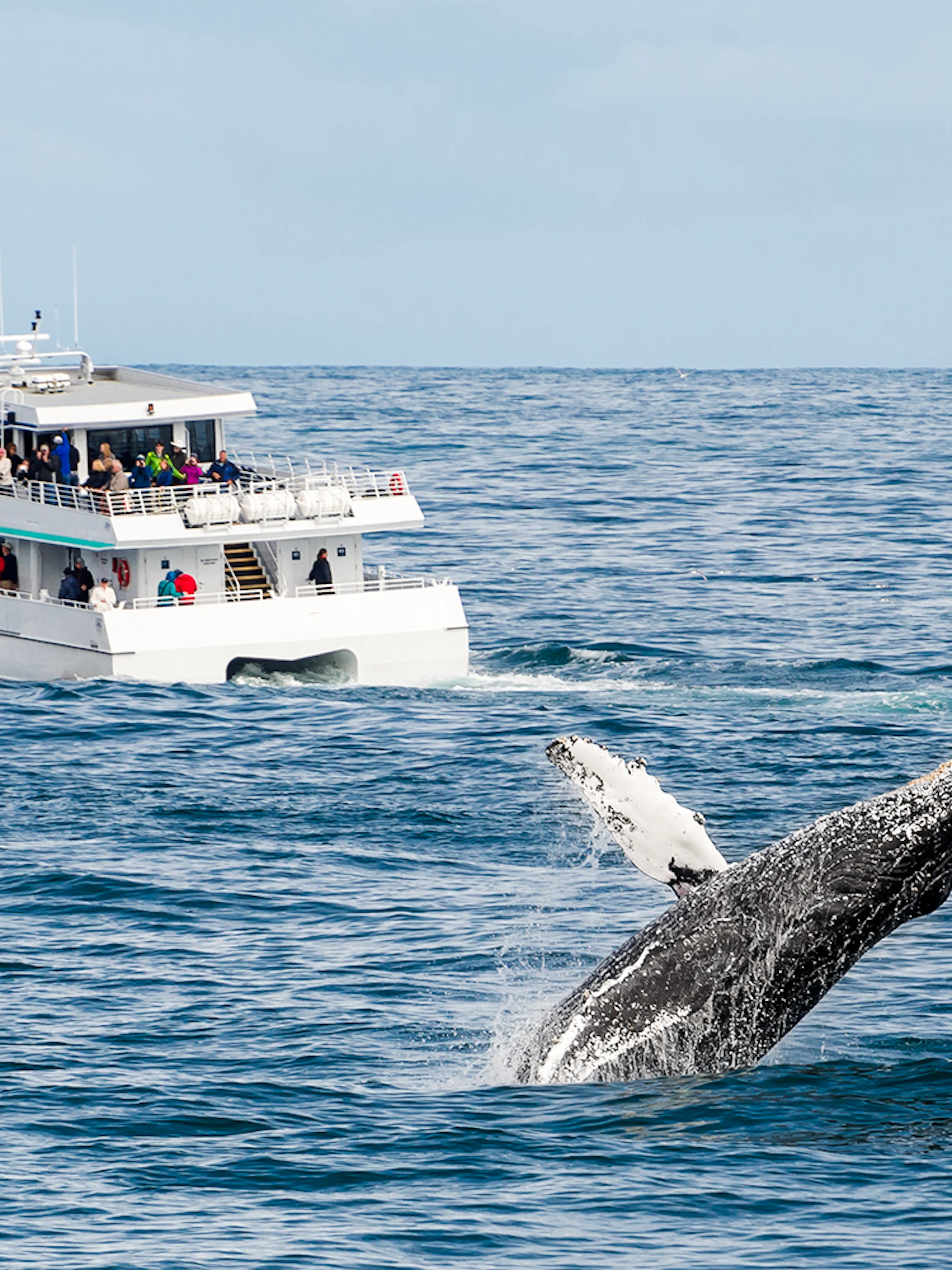 Whale breaching near tour boat during whale watching excursion.