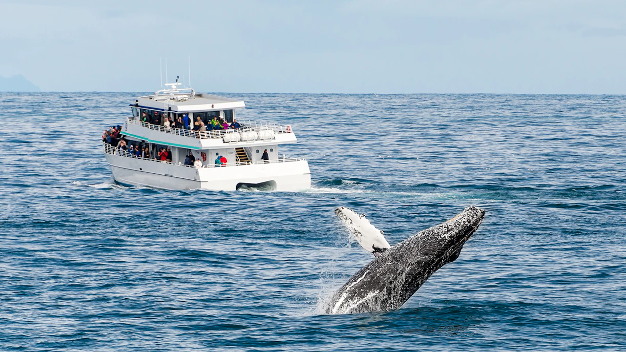 Whale breaching near tour boat during whale watching excursion.