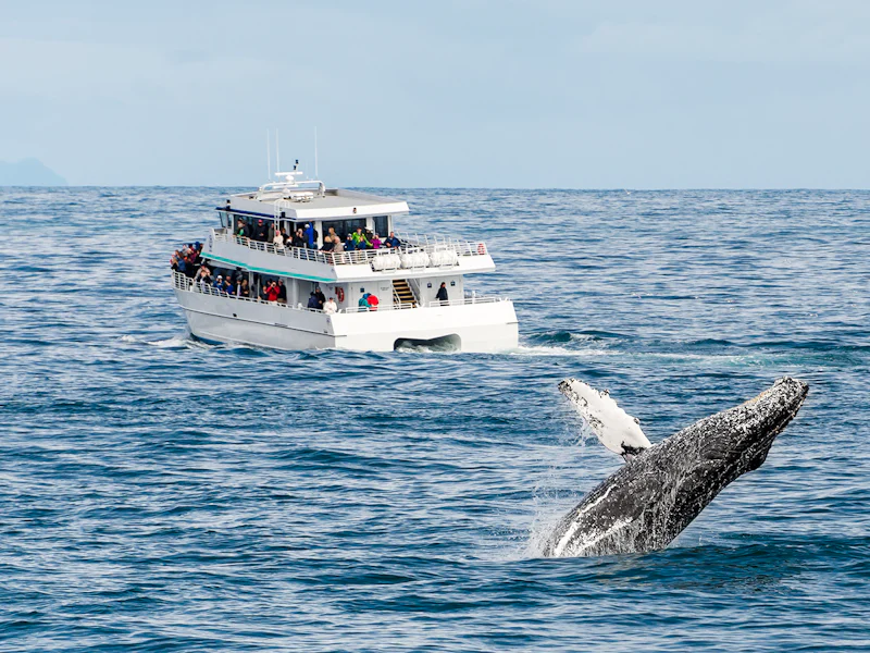 Cairns To Fitzroy Island Whale Watching Cruise Free Island Time - Cairns