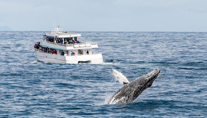 Whale breaching near tour boat during whale watching excursion.