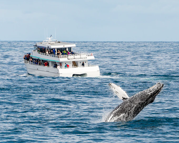Cairns to Fitzroy Island: Guided Whale Watching Cruise + Island Free Time