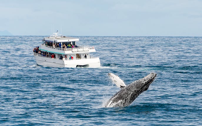 Whale breaching near tour boat during whale watching excursion.