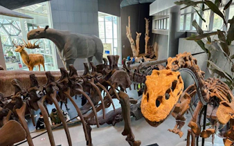 Dinosaur skeletons and prehistoric animal models at Shanghai Natural History Museum.
