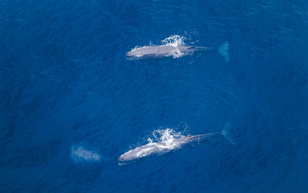 Two whales swimming in the ocean, viewed from a Whale Watch Flight.
