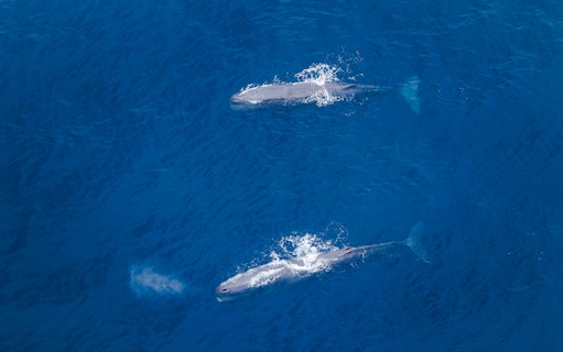 Two whales swimming in the ocean, viewed from a Whale Watch Flight.