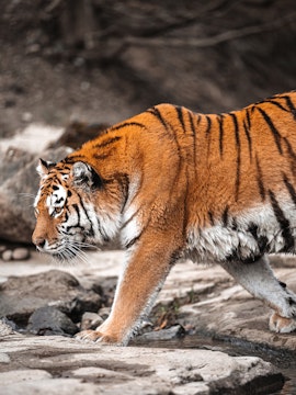 Tiger walking on rocky terrain at SriRacha Tiger Zoo, Thailand.