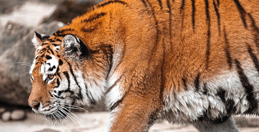 Zoo delle tigri di SriRacha