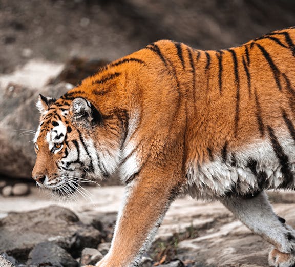 Tiger walking on rocky terrain at SriRacha Tiger Zoo, Thailand.