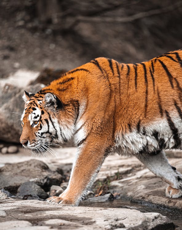 Tiger walking on rocky terrain at SriRacha Tiger Zoo, Thailand.
