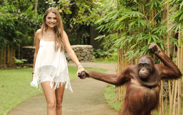 Visitor holding hands with an orangutan during a guided wildlife interaction session.