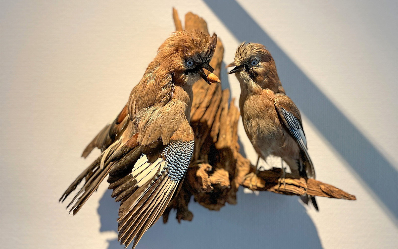 Paris Hop-on Hop-off