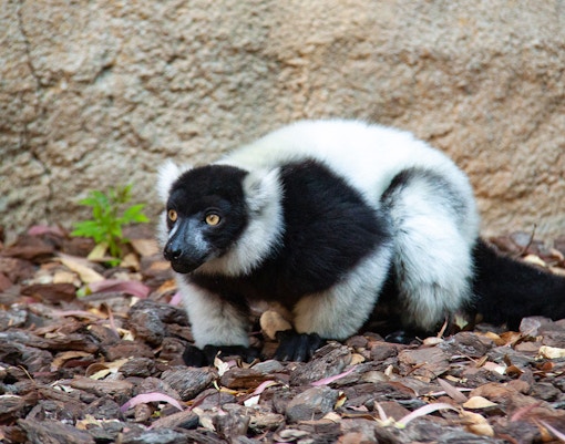 Black and white lemur on the ground at Bioparc Valencia.