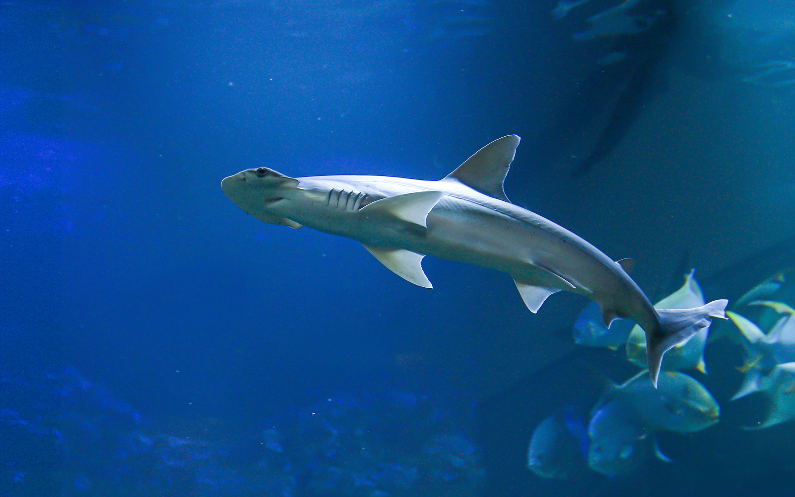 Hammerhead shark swimming in a large aquarium tank at a marine exhibit.