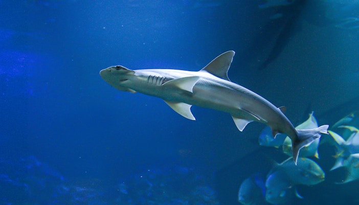Hammerhead shark swimming in a large aquarium tank at a marine exhibit.