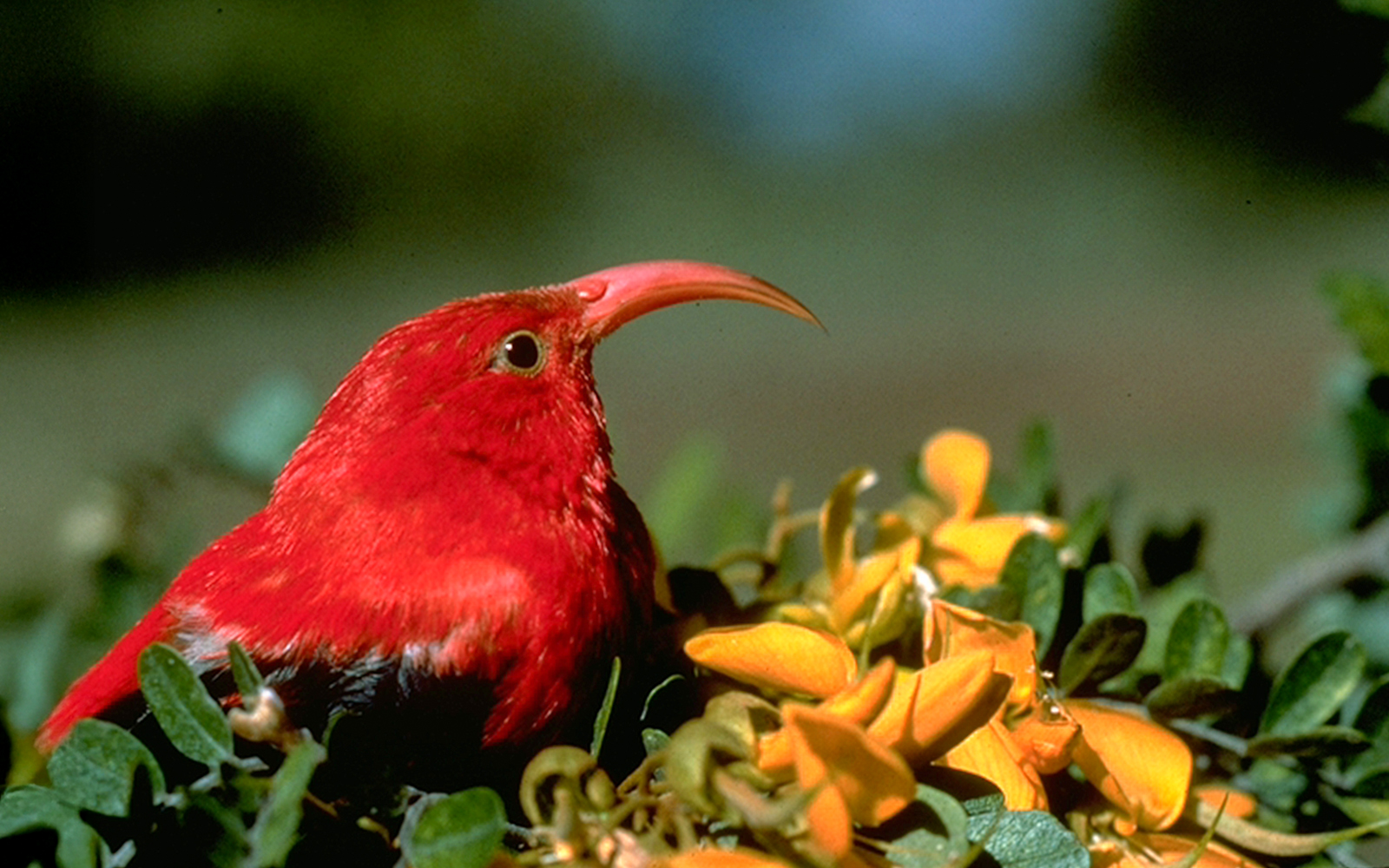 'I'iwi bird among foliage during Hakalau Forest Birdwatching Adventure.