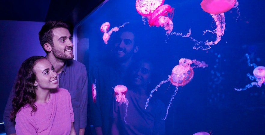 Visitors observing jellyfish at Sea Life London aquarium.