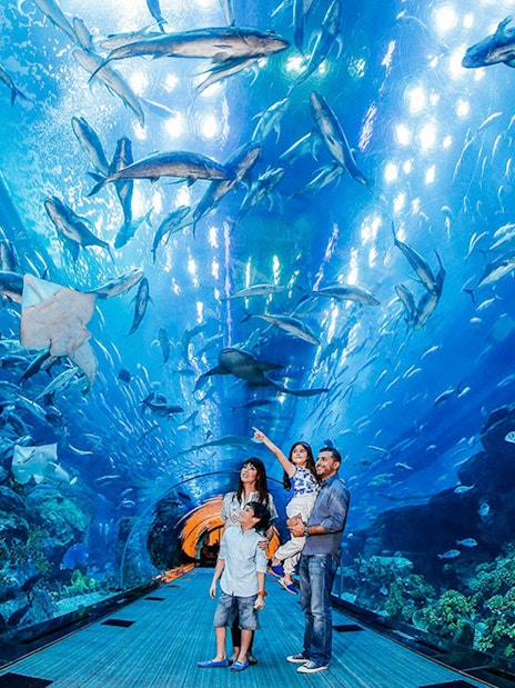 Family exploring Dubai Aquarium tunnel with diverse marine life above.