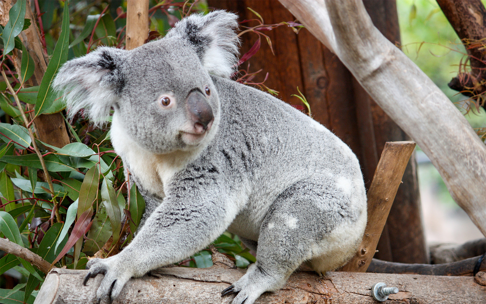 Koala sitting on a branch at San Diego Zoo.